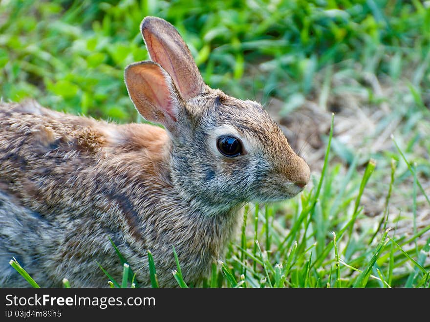 Closeup of rabbit eating grass in yard