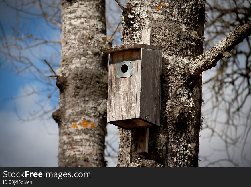 Nesting box on a tree