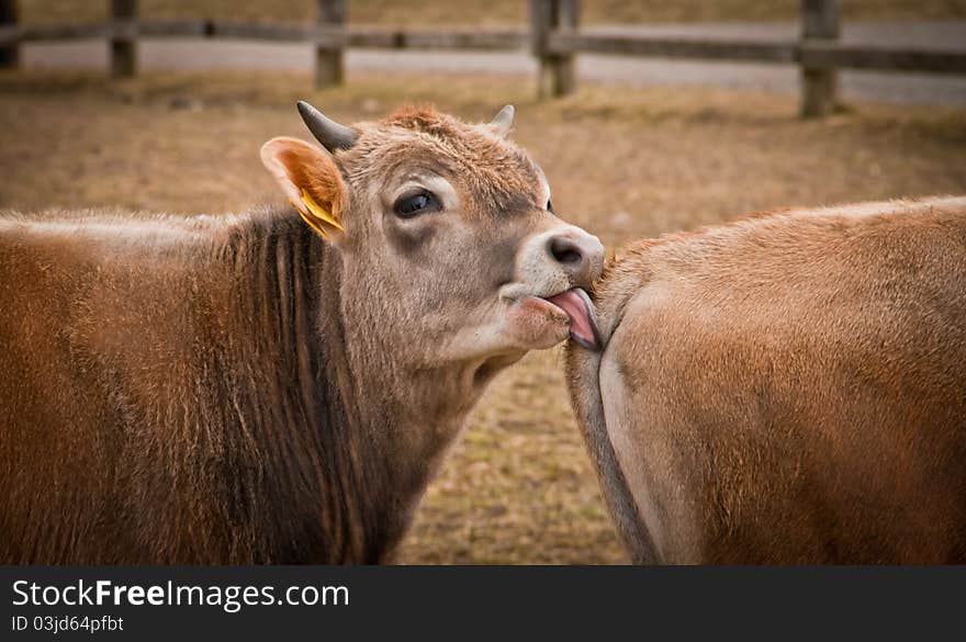 Young calf cleaning another calf