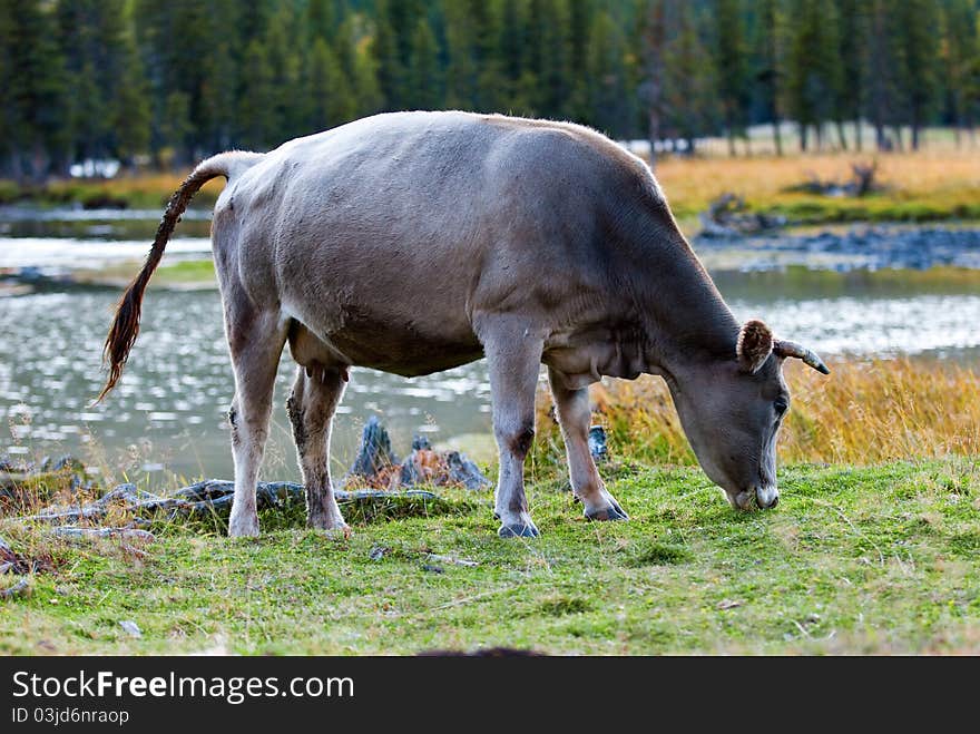 This is China's xinjiang region kanas cattle, every fall, their herds will also, to find a more dense pasture place. This is China's xinjiang region kanas cattle, every fall, their herds will also, to find a more dense pasture place