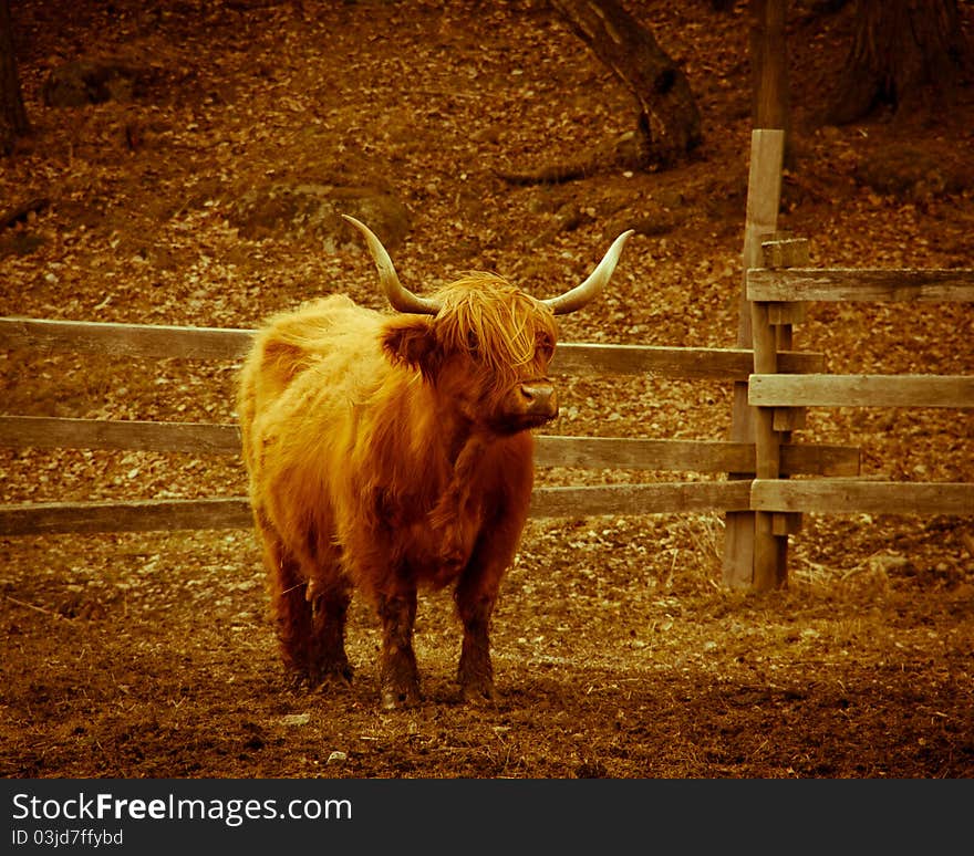 A long horned cow on a farm in Sweden. A long horned cow on a farm in Sweden