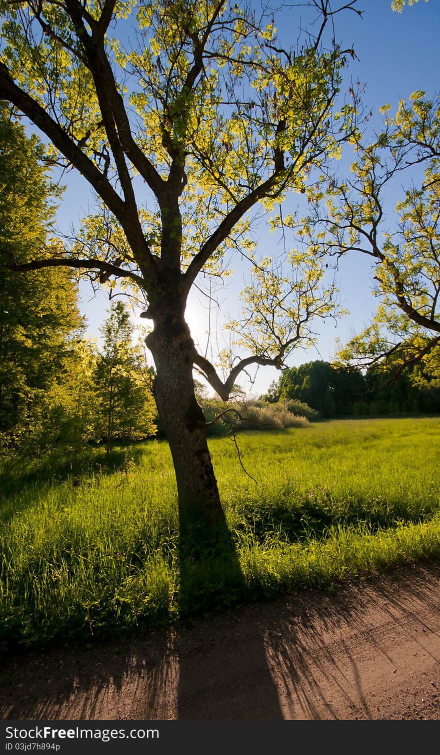 Shadow from a tree on a grass field