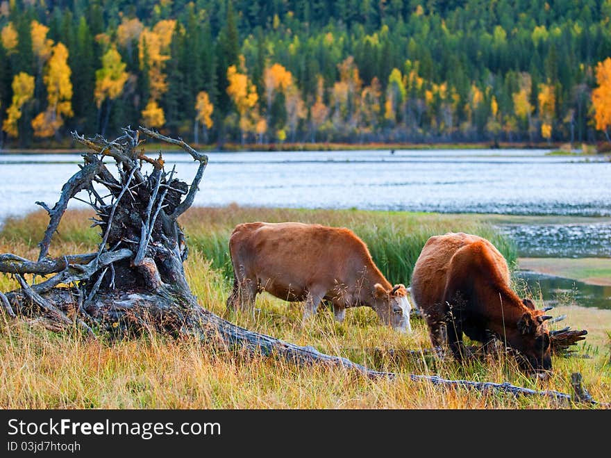 This is China's xinjiang region kanas cattle, every fall, their herds will also, to find a more dense pasture place. This is China's xinjiang region kanas cattle, every fall, their herds will also, to find a more dense pasture place