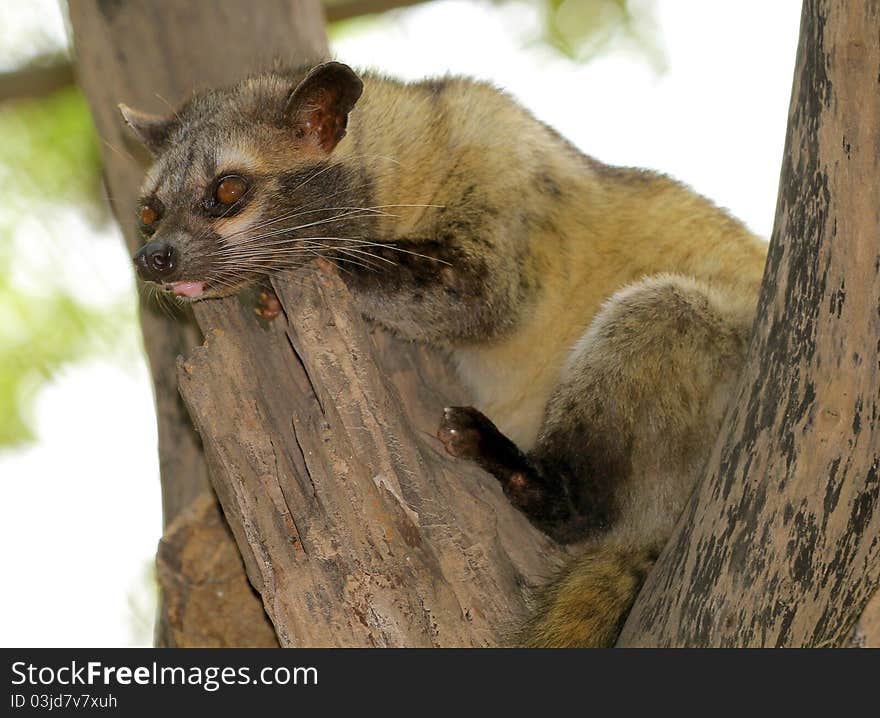 Closeup shot of suricata resting on tree top.