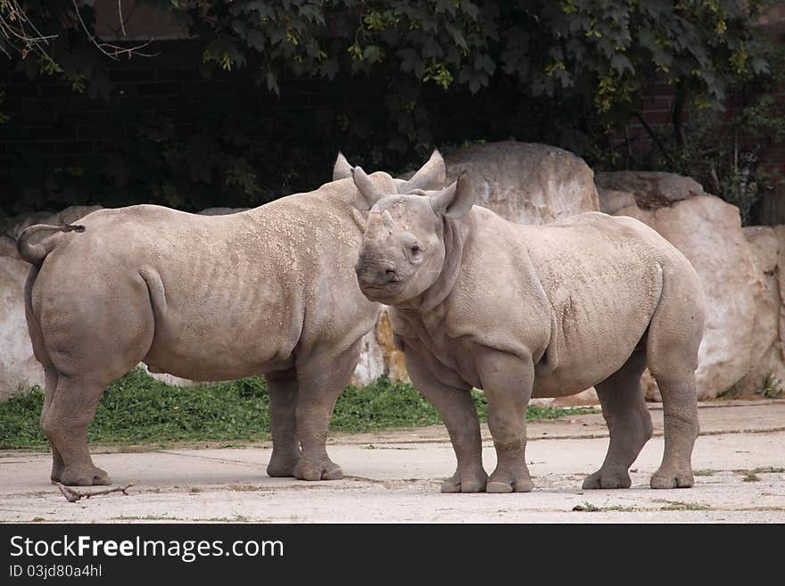 The couple of white rhinos.