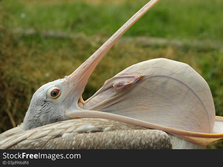 The detail of spot billed pelican with the wide open beak. The detail of spot billed pelican with the wide open beak.