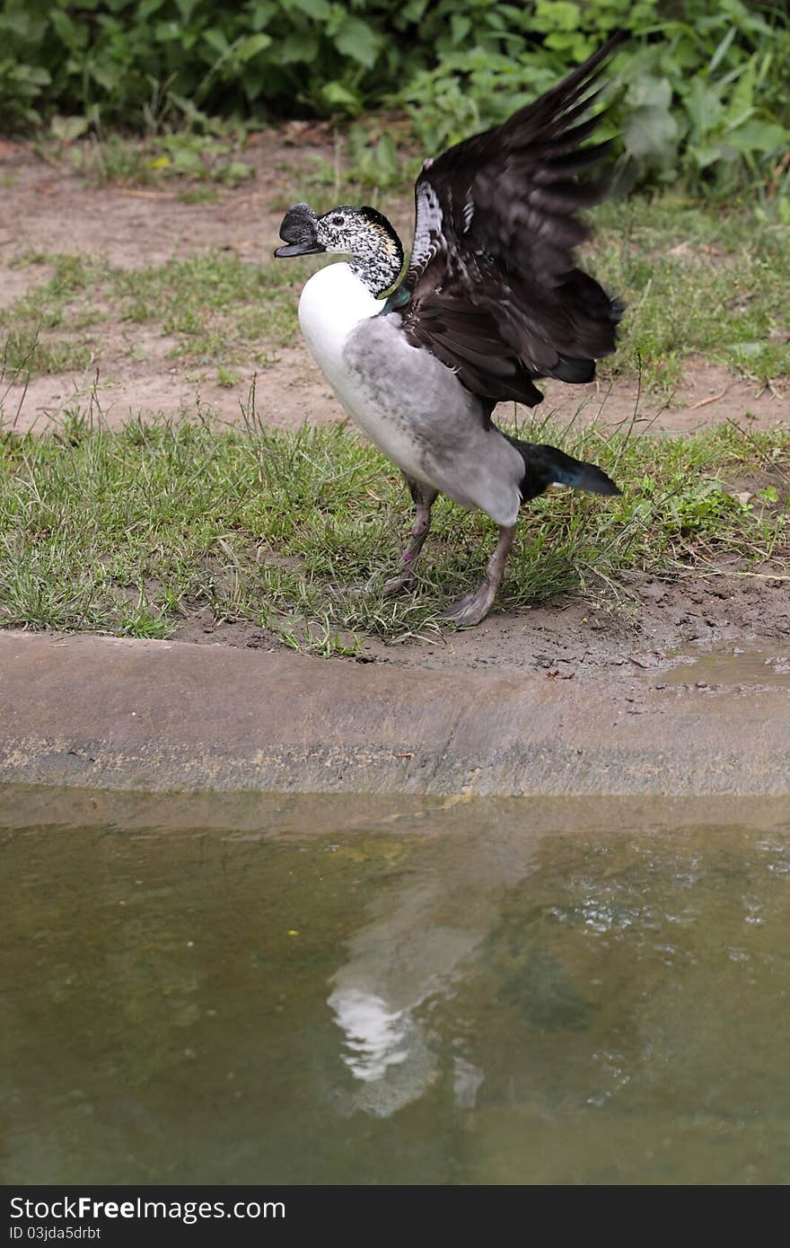 Knob-billed duck