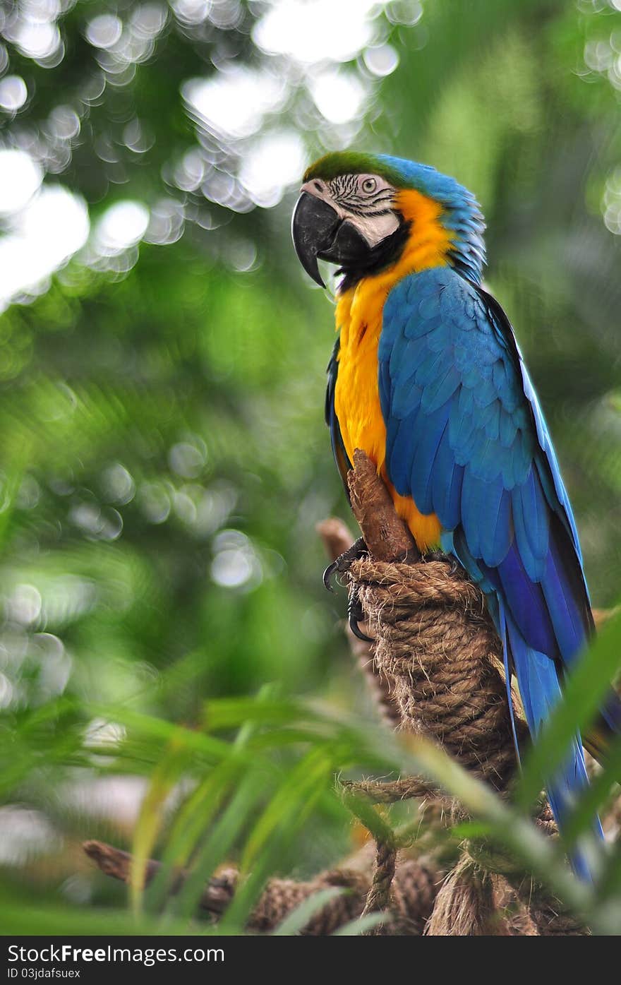 Colorful parrot on tropical green background