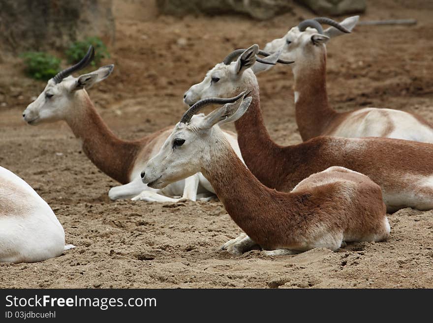 Addax