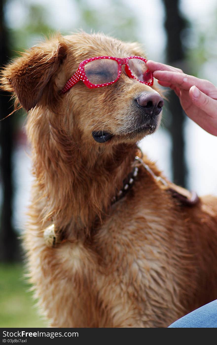 A golden retriever swearing glasses