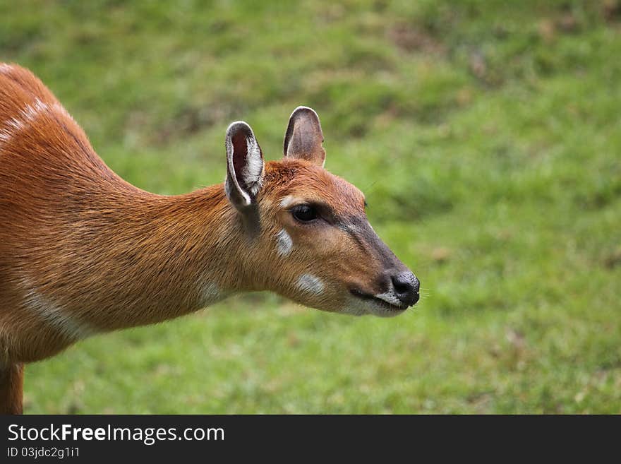 Sitatunga