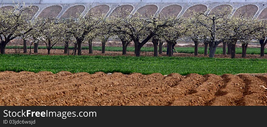 Pear woods is blooming in spring.