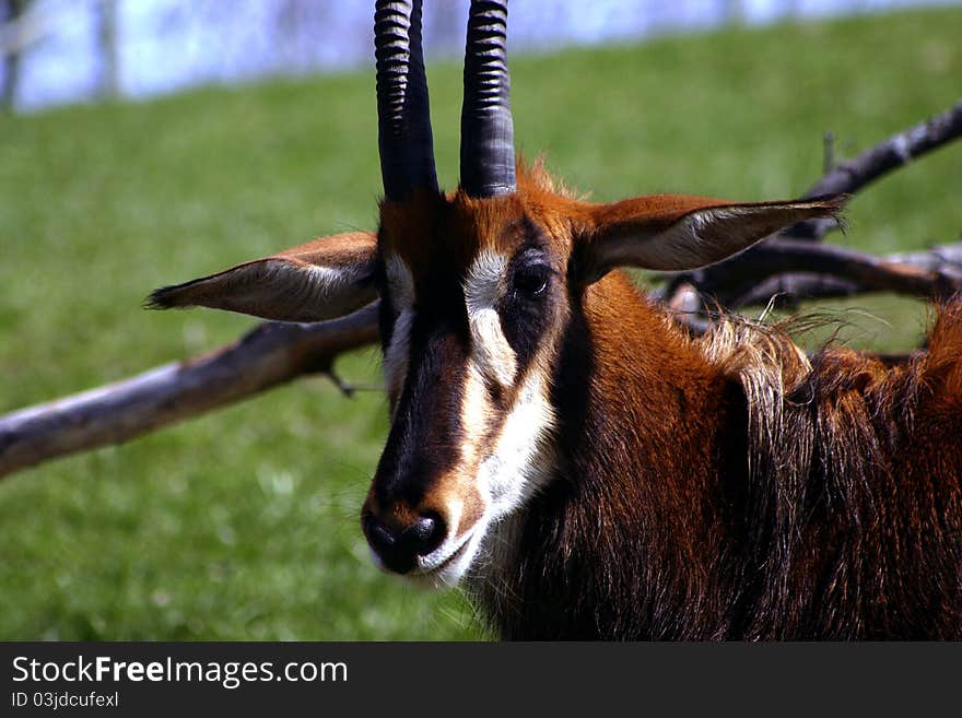 One Sable Antelope with grass field in the background