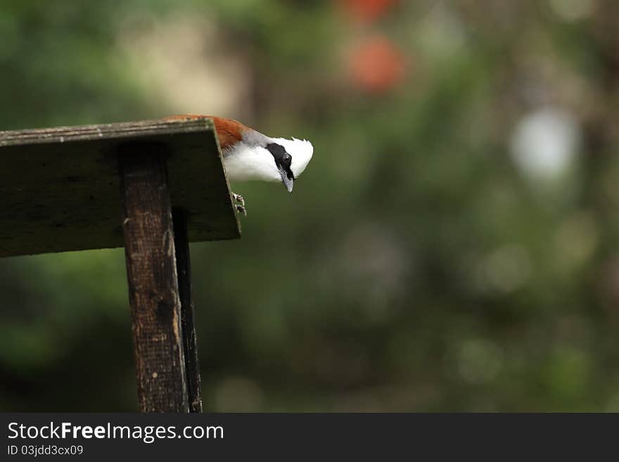 The white-crested laughingthrush on the wood desk.