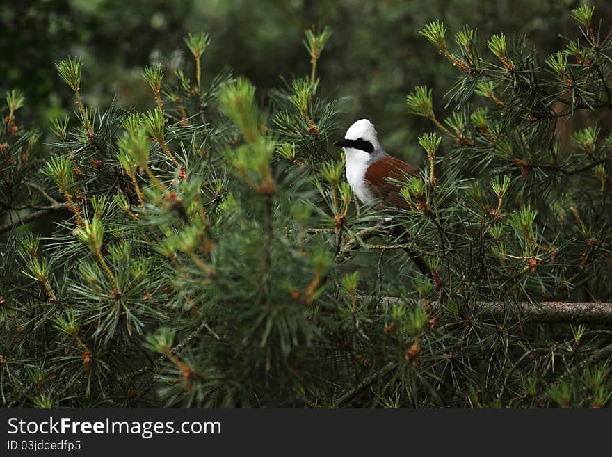 White crested laughingthrush