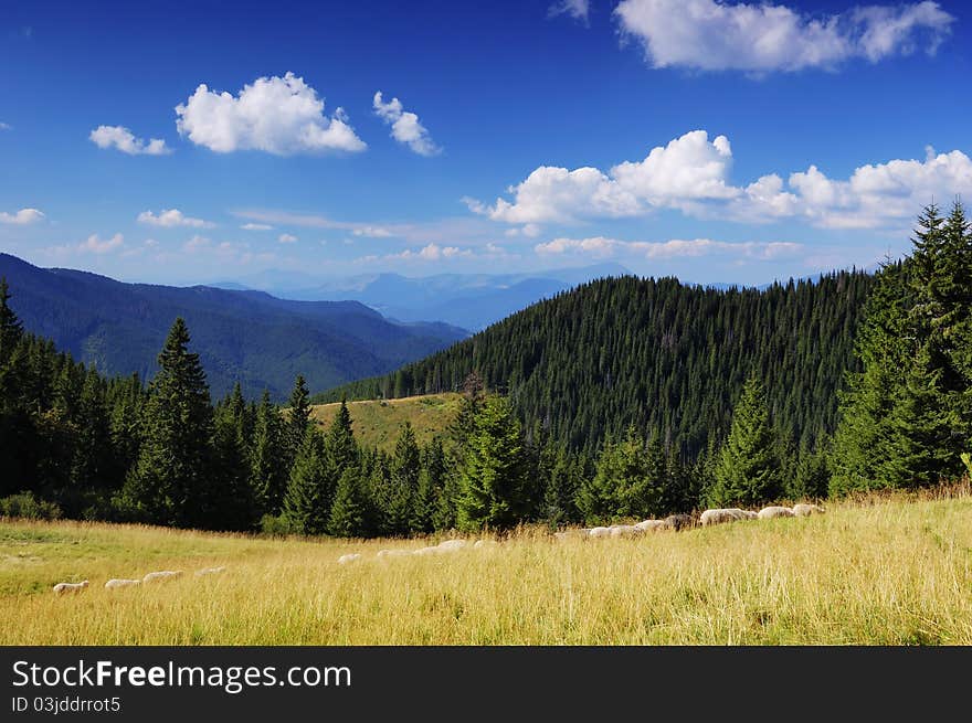 Summer landscape in mountains a sunny day