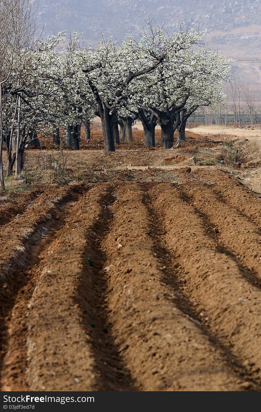 Pear woods is blooming in spring. Pear woods is blooming in spring.