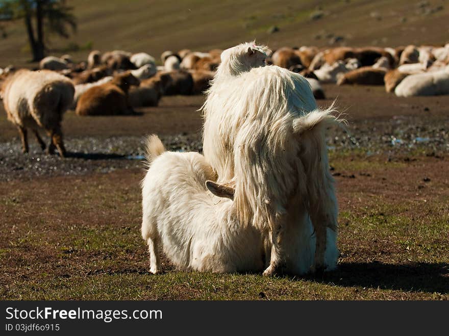 The grassland, a group of sheep in the freedom of eat grass this picture was taken in xinjiang region of xinjiang in China