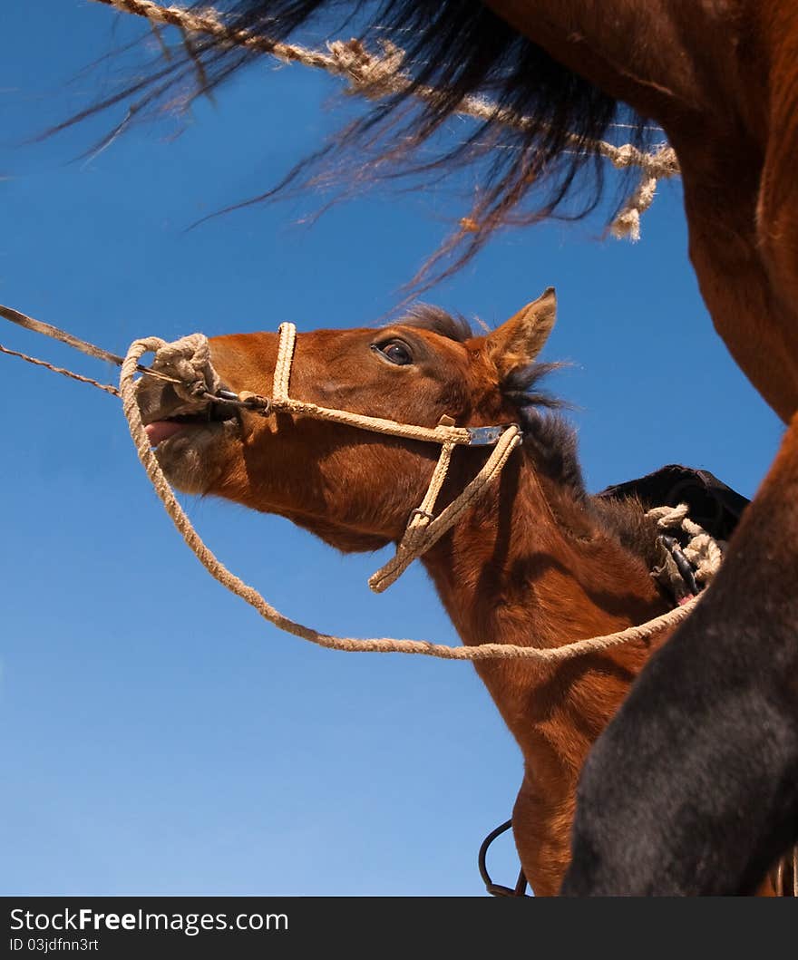 This is in China's xinjiang xinjiang grasslands, taken a group of horse