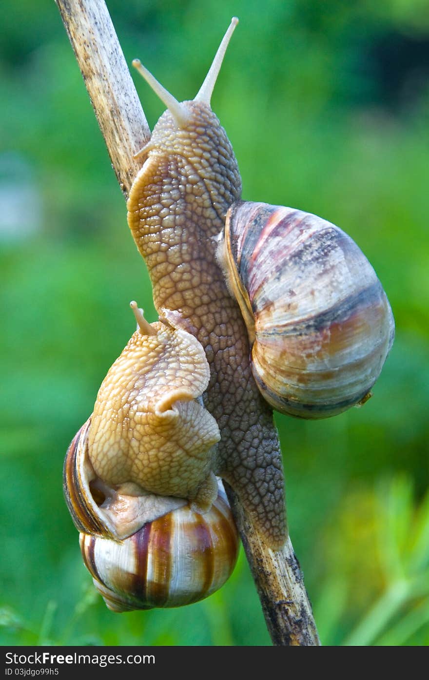 Two snail crawl along stalk. Two snail crawl along stalk