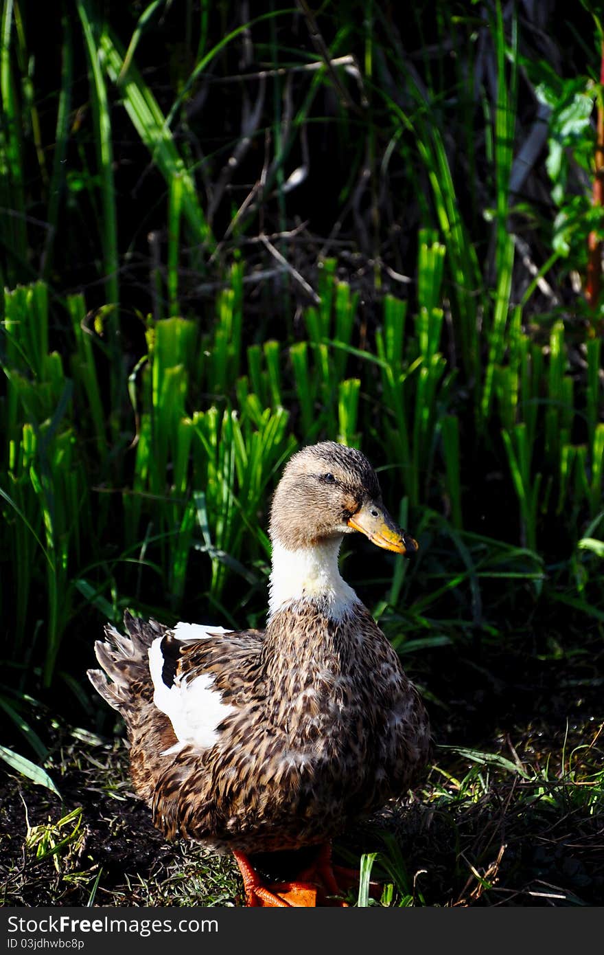 Water duck in Dal Lake, Kashmir India