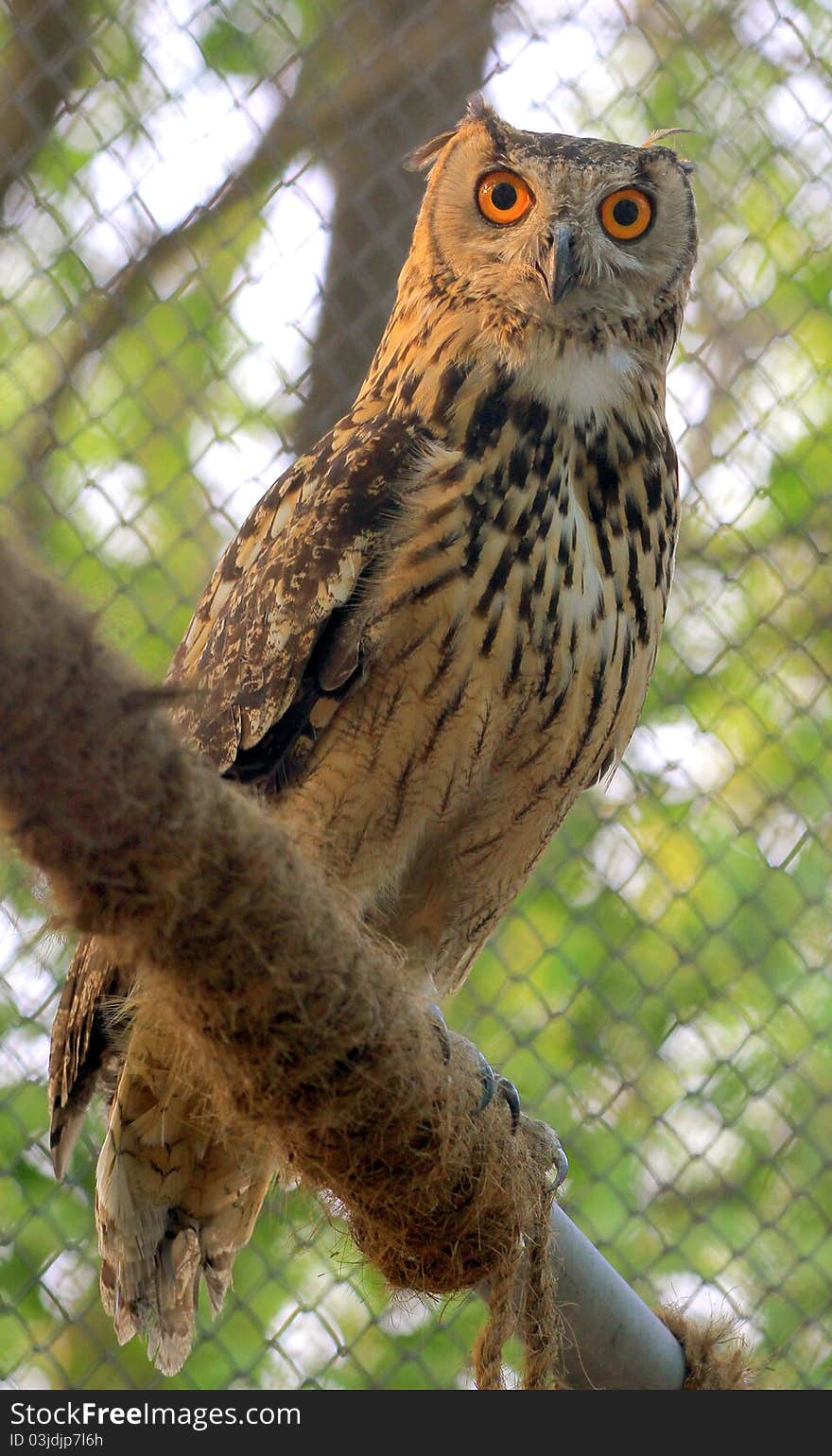 Portrait of rock eagle owl looking great.