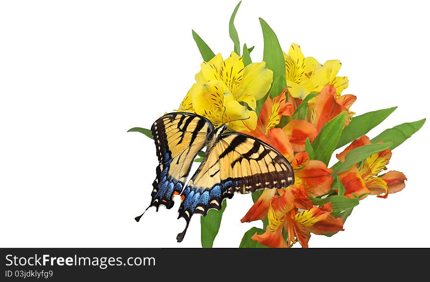 Eastern Tiger Swallowtail with Yellow and Orange Flowers on White Background