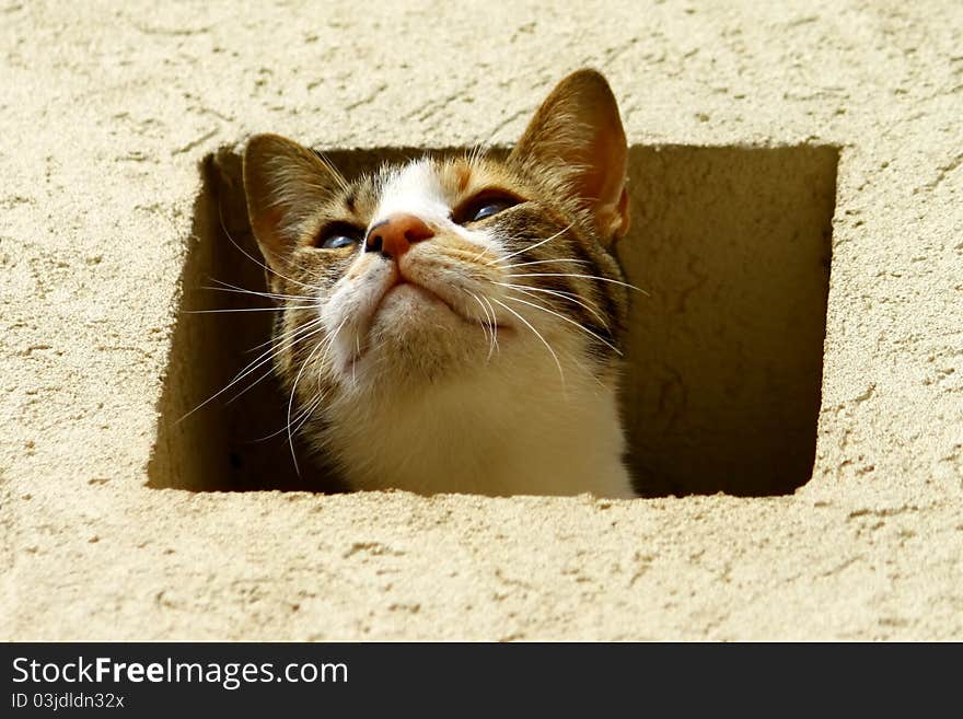 A cat peeking out from a hole in the wall. A cat peeking out from a hole in the wall.