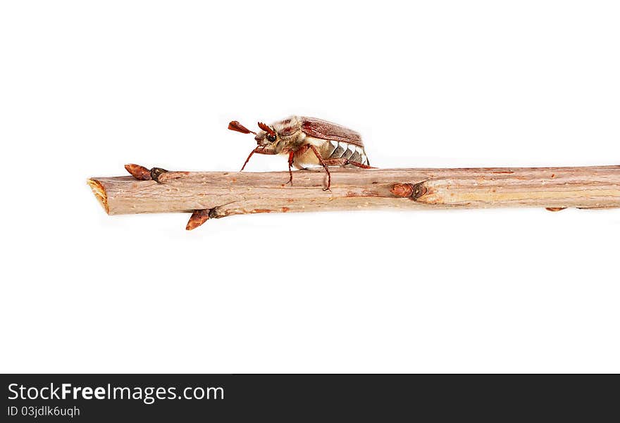 The bug a May cockchafer sits on a tree branch. The bug a May cockchafer sits on a tree branch