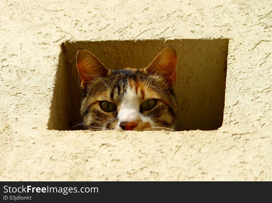 A cat peeking out from a hole in the wall. A cat peeking out from a hole in the wall.