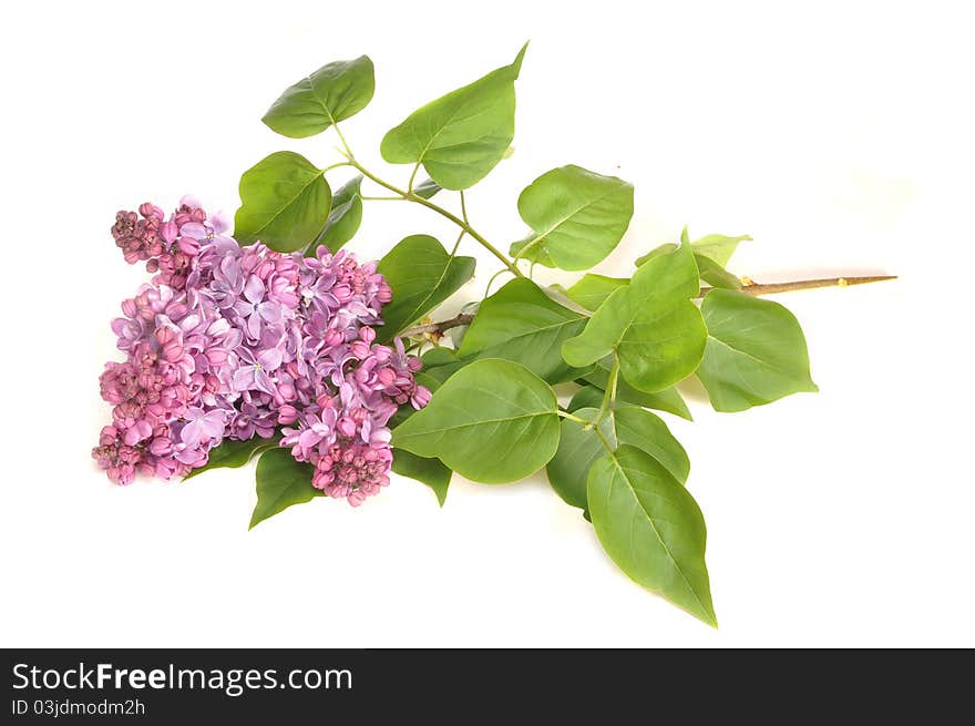 The branch of a blossoming lilac