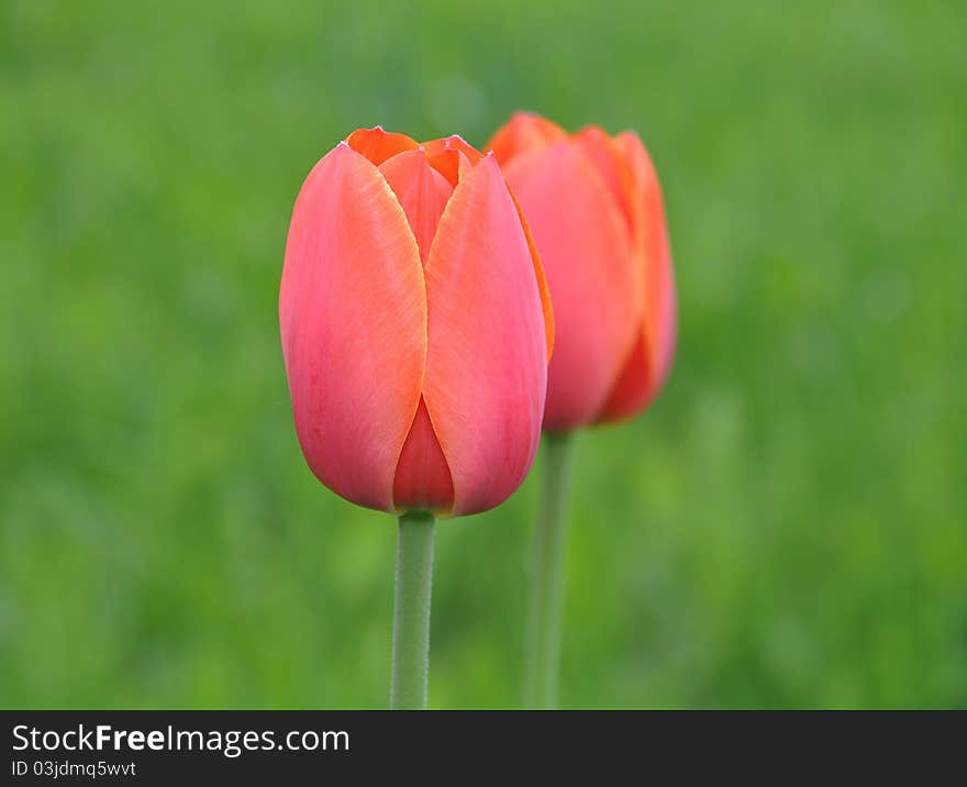 Red tulips grow in a green grass