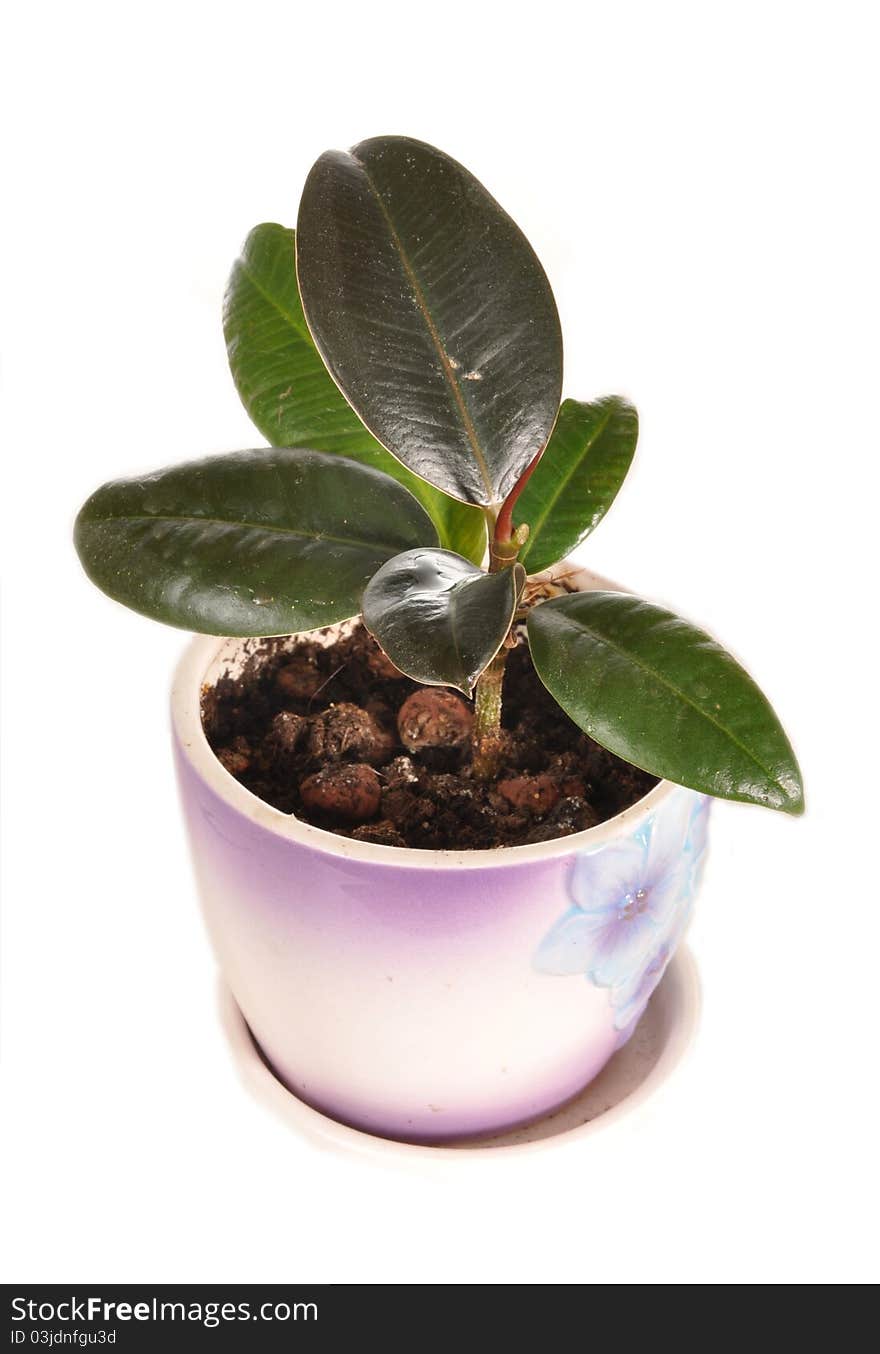 The plant a ficus grows in a ceramic pot. The plant a ficus grows in a ceramic pot