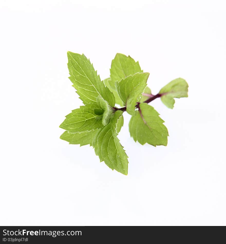 Mint twig on a white background