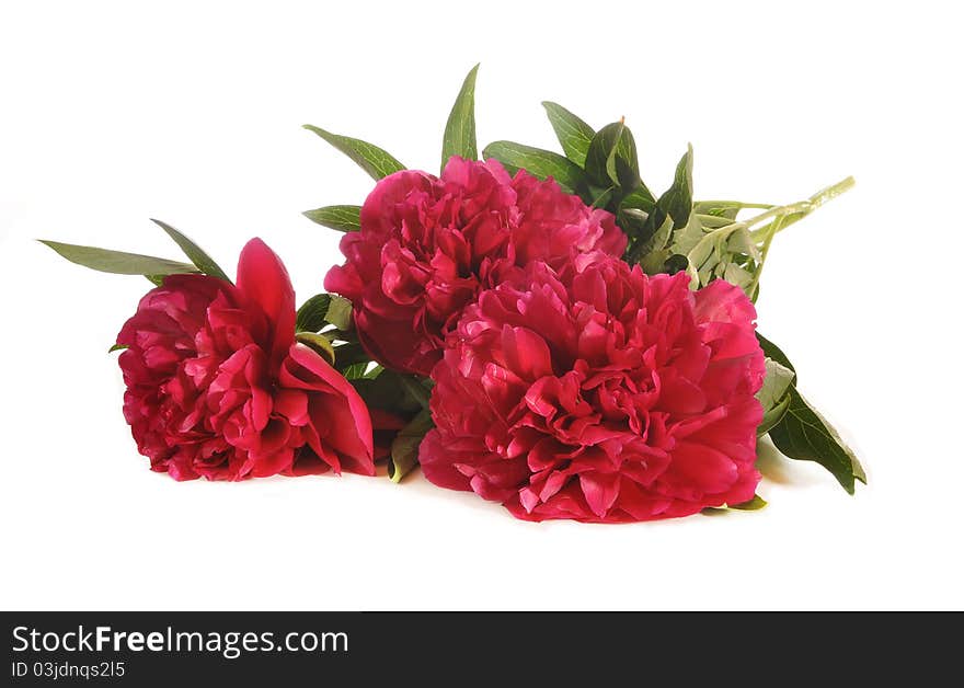 The bouquet of peonies