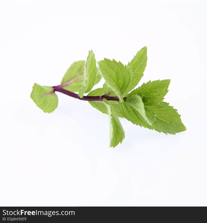 Mint twig on a white background