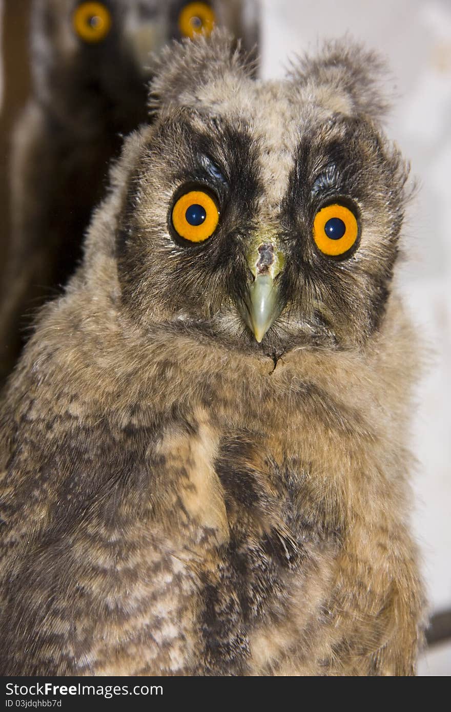 Young long-eared owl (Asio otus)