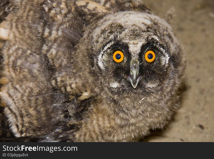 Young long-eared owl (Asio otus)