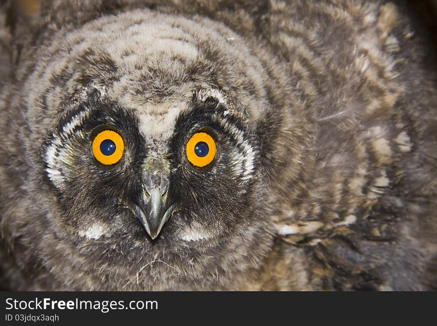 Young long-eared owl (Asio otus)