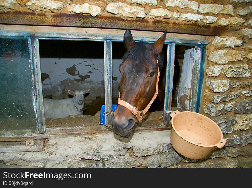 Horse and goat in window of barn. They wait eating