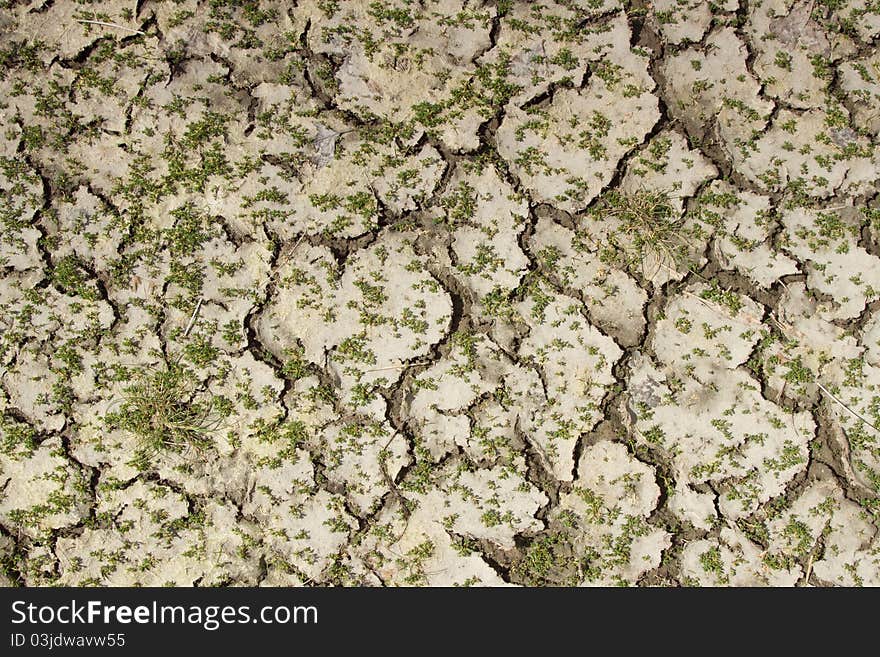 Dried soil forms a cracked mosaic with green plants following a drought. Dried soil forms a cracked mosaic with green plants following a drought.