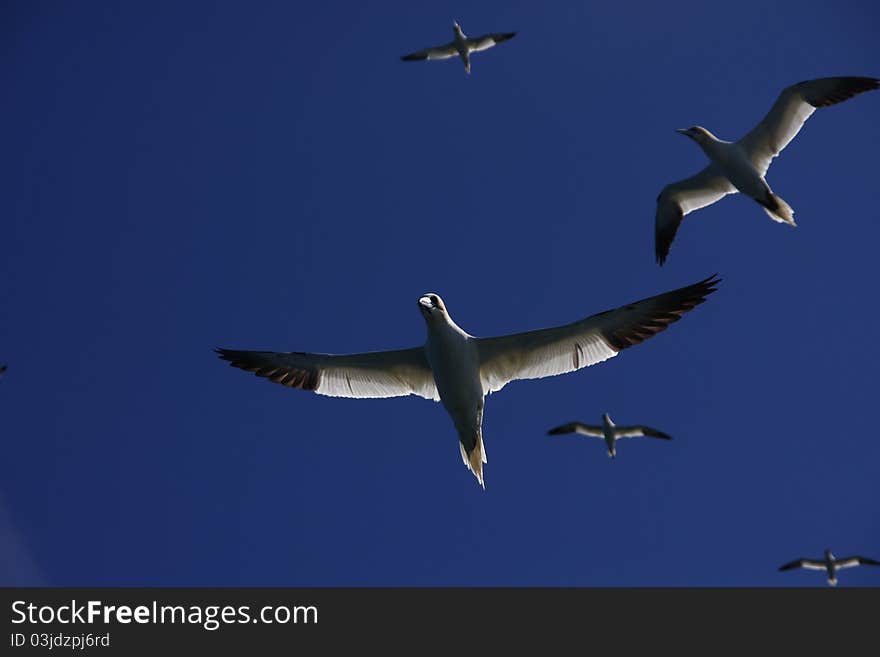 Northern Gannets fishing in the Atlantic ocean. Northern Gannets fishing in the Atlantic ocean