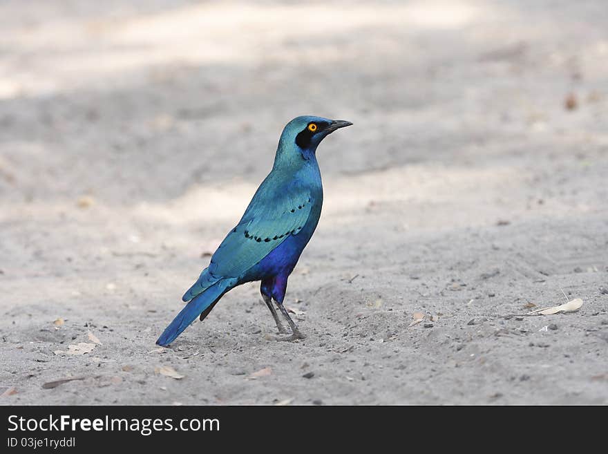 Greater Blue Eared Starling, indigenous to Botswana, South Africa. Greater Blue Eared Starling, indigenous to Botswana, South Africa