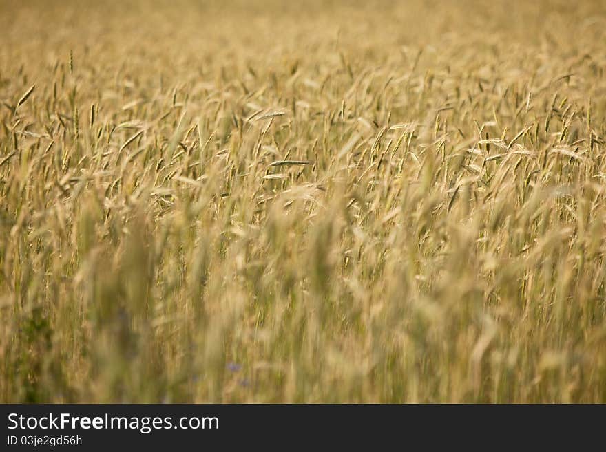 Field of corn, grain, summertime,