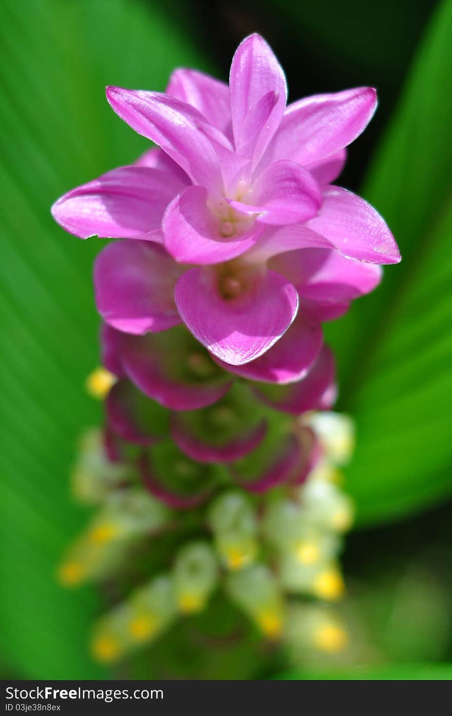 A pink flower called Kra jaew in Tad Ton national park in Thailand. A pink flower called Kra jaew in Tad Ton national park in Thailand