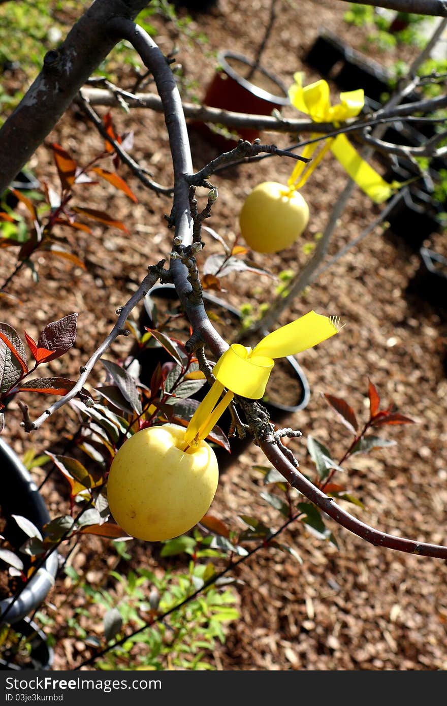 Apple plant selling at market in spring