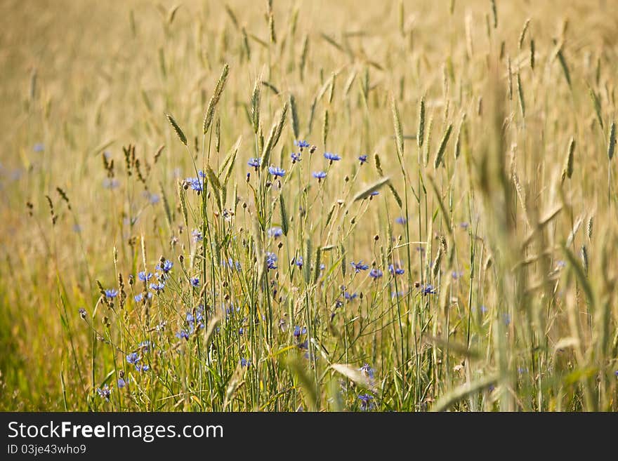 Blue flowers on a meadow