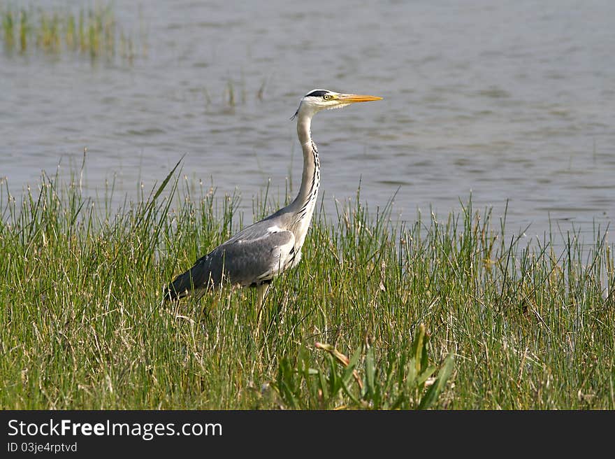 Common heron is a wild migratory bird with a long yellow beak and grey plumage. It height is between 85 centimeters to one meter. Common heron is a wild migratory bird with a long yellow beak and grey plumage. It height is between 85 centimeters to one meter