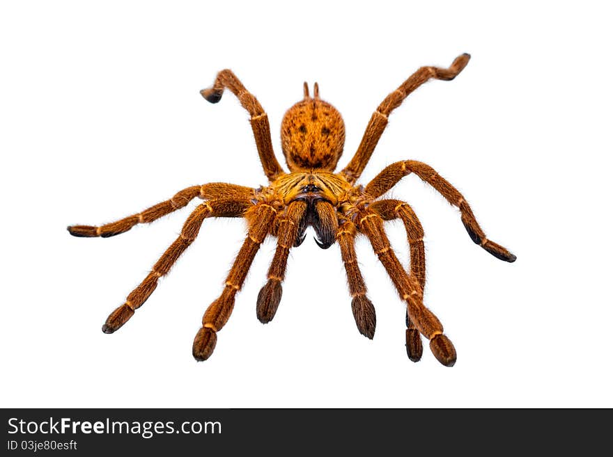 Huge Hairy Orange Spider isolated on white. Huge Hairy Orange Spider isolated on white