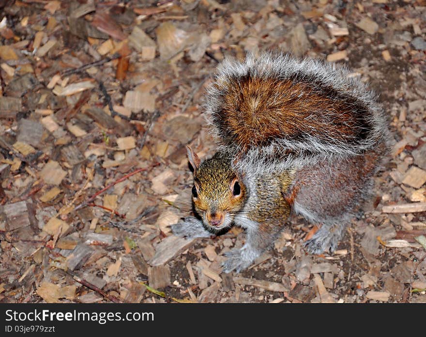 Wild squirrel in the park